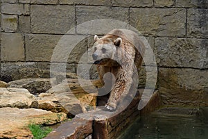 Captive Brown Bear