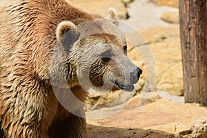 Captive Brown Bear