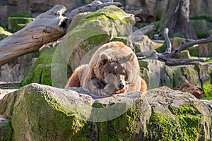 Captive brown bear Ursus arctos lying with its paws in front of its face on a stone