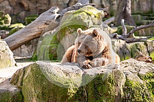 Captive brown bear Ursus arctos lying with its paws in front of its face on a stone