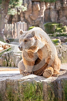 Captive brown bear Ursus arctos sitting on its paws on a stone