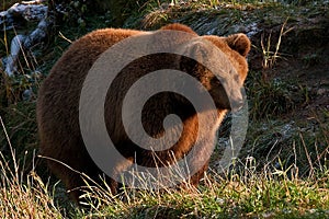 Captive brown bear, Ursus arctus