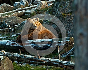 Captive brown bear, Ursus arctus