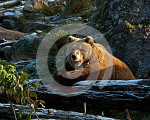 Captive brown bear, Ursus arctus