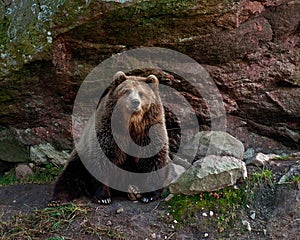 Captive brown bear, Ursus arctus