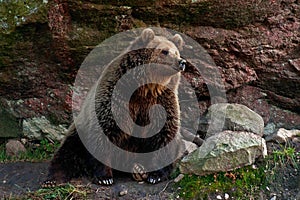Captive brown bear, Ursus arctus photo