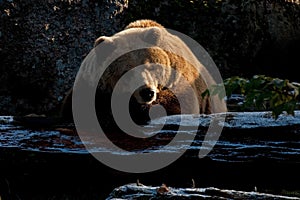 Captive brown bear, Ursus arctus photo