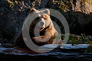 Captive brown bear, Ursus arctus photo