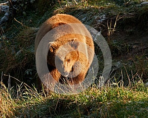 Captive brown bear, Ursus arctus photo