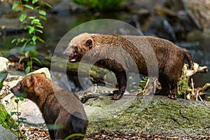 Captive bush dog at the Sables Zoo in Sables d`Olonne