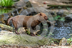 Captive bush dog at the Sables Zoo in Sables d`Olonne