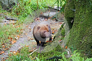 Captive bush dog in zoo