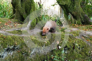 Captive bush dog in zoo