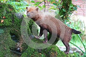 Captive bush dog in zoo