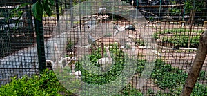 Captive and Caged Wild Birds of various species