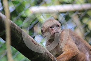 A captive capuchin monkey, cebus albifrons, in a cage looking at something