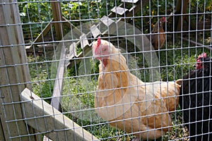 Captive chicken