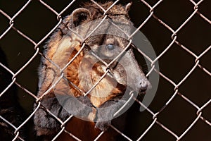 Captive Coatis photo