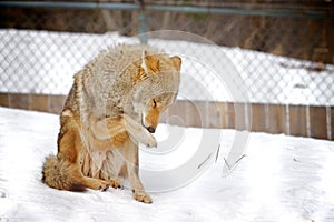 Captive Coyote