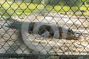 Captive crocodile at Alligator farm, Florida, US.