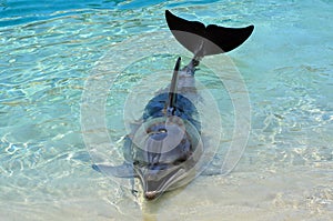 Zajat delfín 