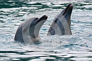 Captive Dolphins