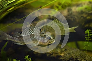 captive domesticated young Eurasian ruffe, careful and frightful wild small freshwater fish, omnivore coldwater species in