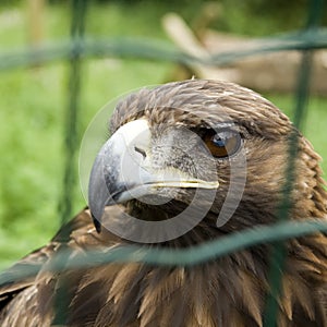 Captive Eagle