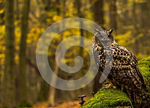 An eurasian eagle owl