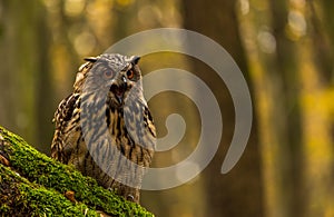 An eurasian eagle owl