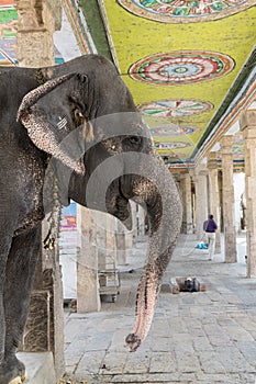 Captive Elephant at Adi Kumbeswarar temple, Kumbakonam, Tamil Nadu, India