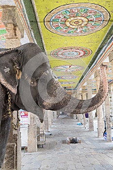 Captive Elephant at Adi Kumbeswarar temple, Kumbakonam, Tamil Nadu, India