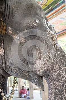 Captive Elephant at Adi Kumbeswarar temple, Kumbakonam, Tamil Nadu, India