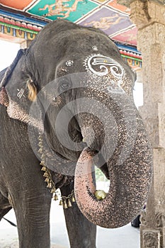 Captive Elephant at Adi Kumbeswarar temple, Kumbakonam, Tamil Nadu, India