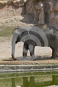 Captive Elephants