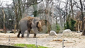 Captive elephants feeling uneasy grazing food in a zoo. Wild animals kept in captivity for tourists. Unhappy elephant imprisoned