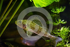 captive Eurasian ruffe, dominant wild freshwater fish, omnivore coldwater species, hornwort and yellow water lily vegetation