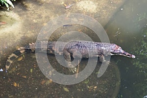 Captive False Gharial