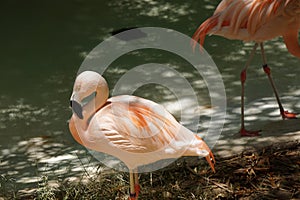 Captive flamingo