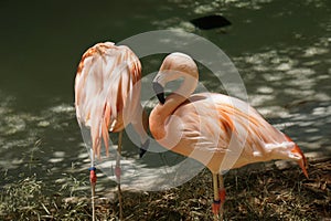 Captive flamingos