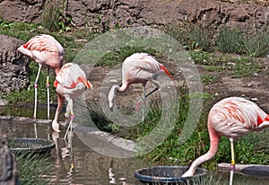 Captive Flamingos Feeding