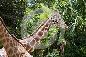 Captive giraffe