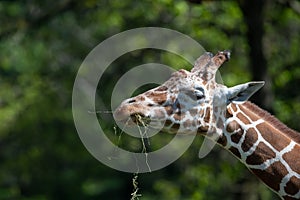 Captive giraffe feeding at a zoo