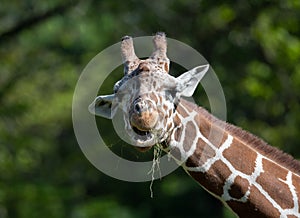 Captive giraffe feeding at a zoo