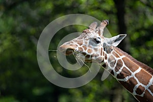 Captive giraffe feeding at a zoo