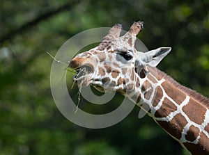 Captive giraffe feeding at a zoo