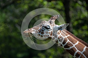 Captive giraffe feeding at a zoo