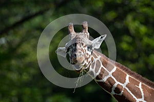 Captive giraffe feeding at a zoo