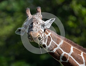 Captive giraffe feeding at a zoo