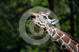 Captive giraffe feeding at a zoo